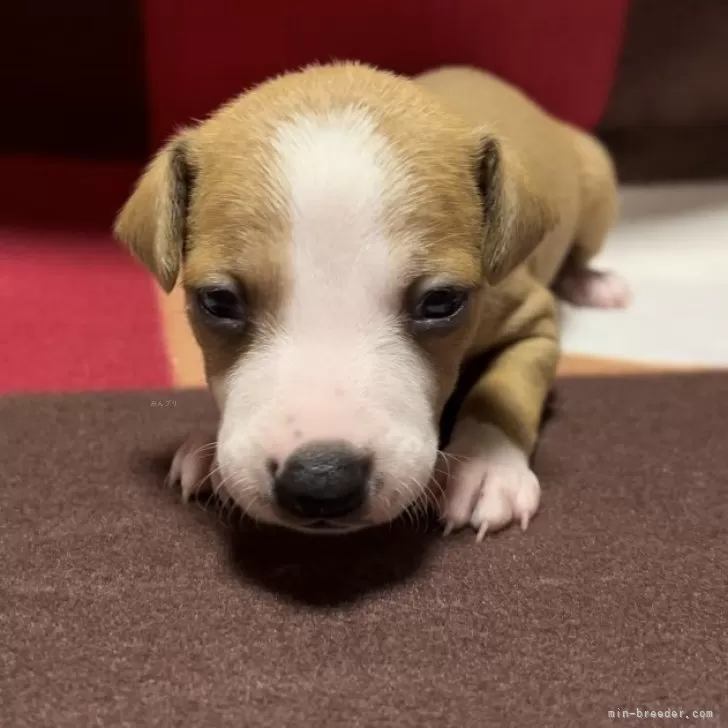 ID：2402-05126の子犬
