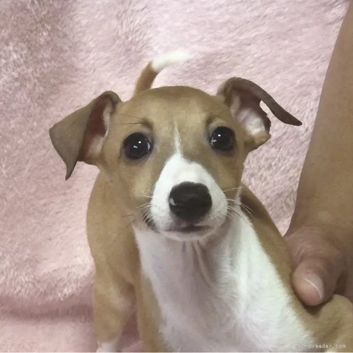 ID：2307-06313の子犬