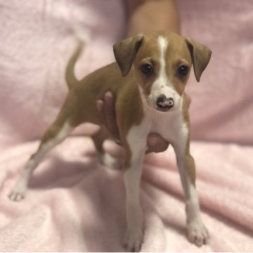 イタリアングレーハウンド【岩手県・男の子・2023年5月13日・レッド&ホワイト】の写真「可愛い男の子です♪」