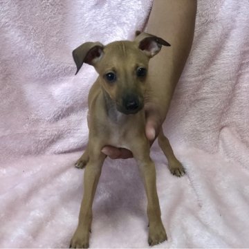 イタリアングレーハウンド【岩手県・男の子・2023年5月23日・レッド&ホワイト】の写真「ブラックマスクの可愛い男の子です♪」