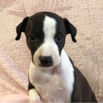 イタリアングレーハウンド【岩手県・男の子・2023年6月3日・シールホワイト】の写真「可愛い男の子です♪」