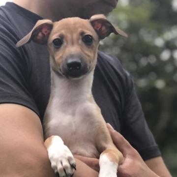 イタリアングレーハウンド【岩手県・男の子・2022年6月4日・レッド&ホワイト】の写真「人懐っこい男の子♡見学時一緒に連れて帰れます♡」