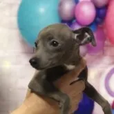 イタリアングレーハウンド【岩手県・男の子・2022年11月13日・ブルーホワイト】の写真2