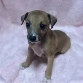 イタリアングレーハウンド【岩手県・男の子・2023年5月13日・レッド&ホワイト】の写真2