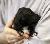 イタリアングレーハウンド【岩手県・女の子・2023年12月16日・シールホワイト】の写真2