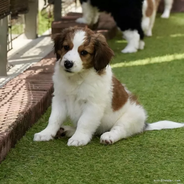 ID：2410-03986の子犬
