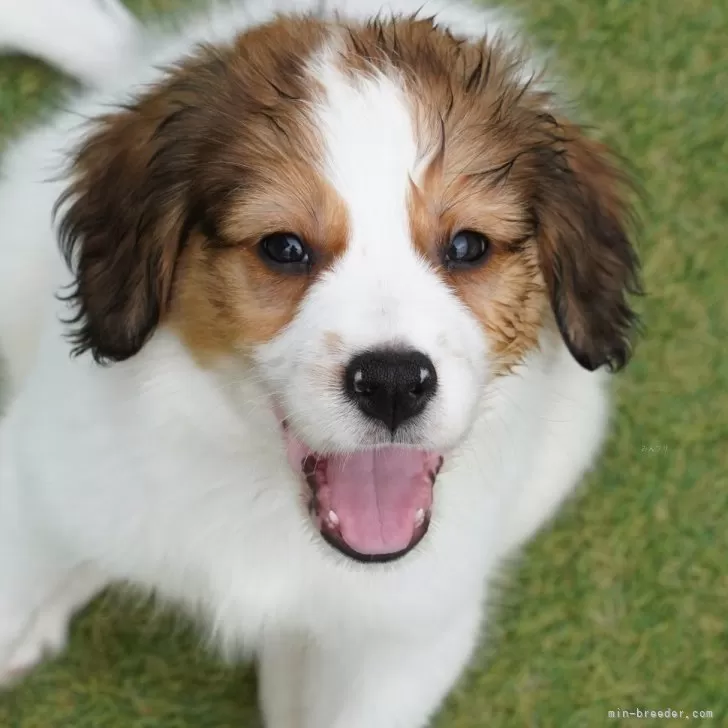 ID:2406-01478の子犬
