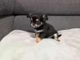 チワワ(ロング)【愛知県・男の子・2024年12月31日・ブラック&タン】の写真9
