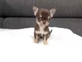 チワワ(スムース)【愛知県・男の子・2025年3月5日・チョコレート&タン】の写真12