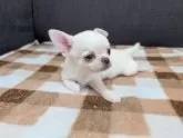 チワワ(スムース)【愛知県・男の子・2025年7月16日・クリーム】の写真12