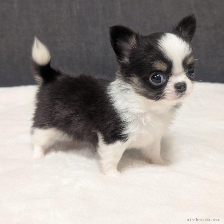 ブリーダー画像