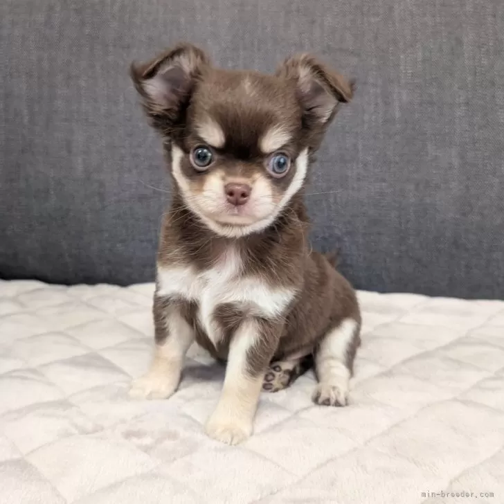 ID：2510-06459の子犬