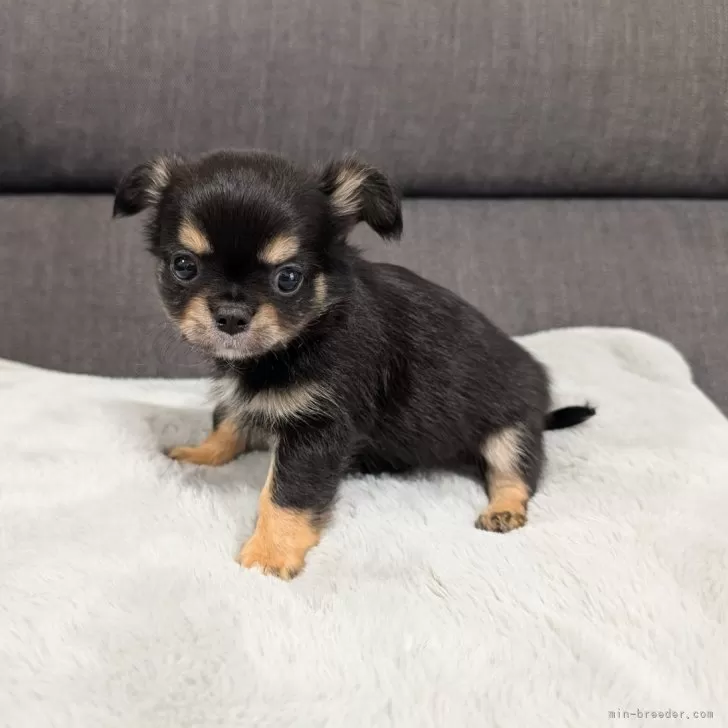 ID：2502-02149の子犬