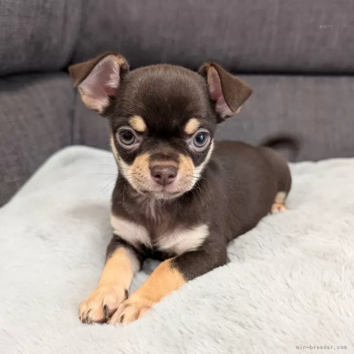 ID:2504-03961の子犬