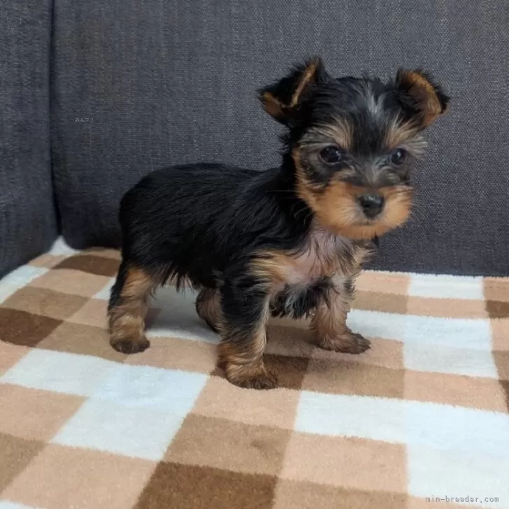 ID：2508-04228の子犬