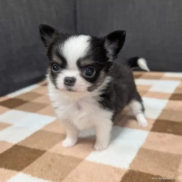 チワワ(ロング)【愛知県・女の子・2025年9月13日・ブラックタン&ホワイト】の写真1