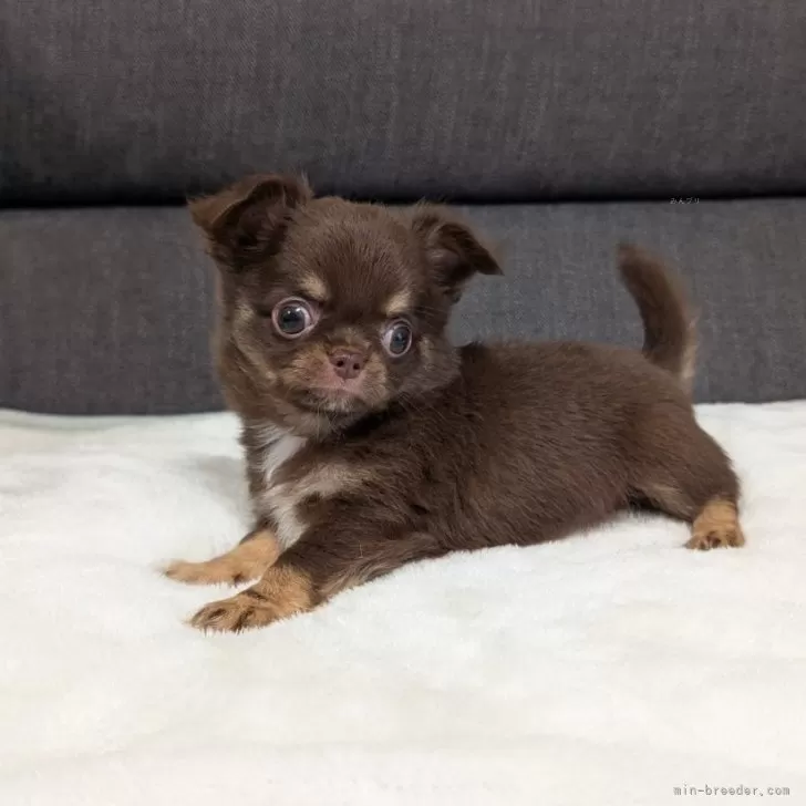 ID:2505-03019の子犬