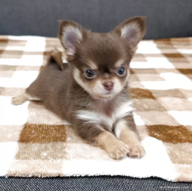 ID:2506-07827の子犬