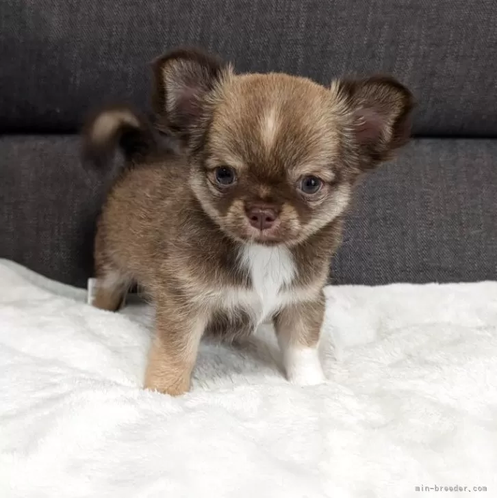 ID：2505-05035の子犬