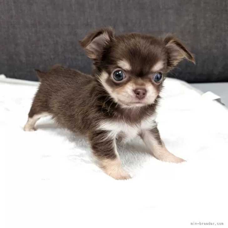 ID：2506-07830の子犬