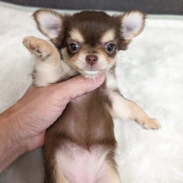 チワワ(ロング)【愛知県・女の子・2025年2月17日・チョコレート&クリーム】の写真「チョコクリームちゃんです。」