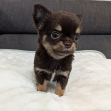 チワワ(ロング)【愛知県・男の子・2025年3月2日・チョコレート&タン】の写真「チョコタンくんです。」