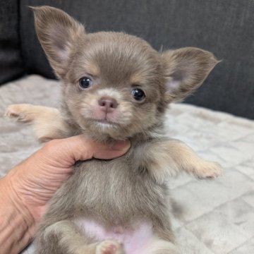 チワワ(ロング)【愛知県・男の子・2025年9月13日・イザベラ&タン】の写真「イザベラタンくんです。」