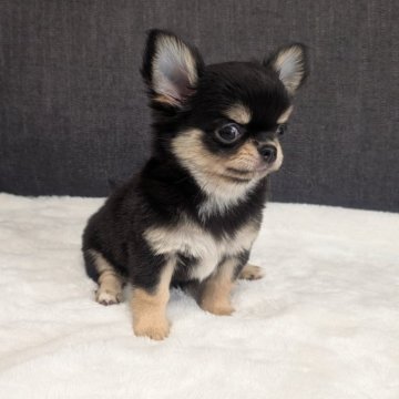 チワワ(ロング)【愛知県・女の子・2025年9月12日・ブラック&クリーム】の写真「ブラッククリームちゃんです。」