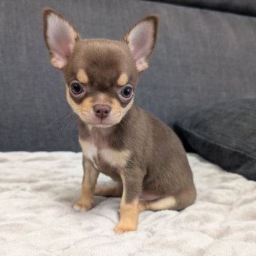 チワワ(スムース)【愛知県・男の子・2025年10月8日・チョコレート&タン】の写真「チョコタンくんです。」