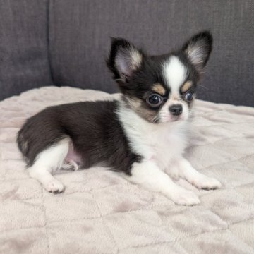 チワワ(ロング)【愛知県・女の子・2025年9月13日・ブラックタン&ホワイト】の写真「ブラタンホワイトちゃんです。」