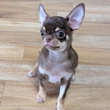 チワワ(スムース)【愛知県・男の子・2024年9月10日・チョコレート&タン】の写真「チョコくんです。」