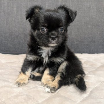 チワワ(ロング)【愛知県・男の子・2025年9月7日・ブラック&タン】の写真「ブラタンくんです。」