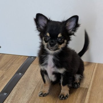 チワワ(ロング)【愛知県・男の子・2024年8月16日・ブラック&タン】の写真「ブラタンくんです。」