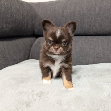 チワワ(ロング)【愛知県・男の子・2024年12月31日・チョコタン&ホワイト】の写真「チョコタンホワイトくんです。」