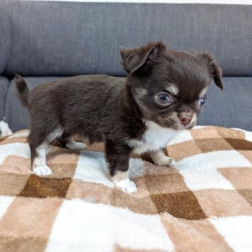 チワワ(ロング)【愛知県・男の子・2025年2月8日・チョコレートタン&ホワイト】の写真「濃いチョコタンくんです。」