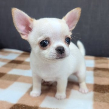 チワワ(スムース)【愛知県・男の子・2025年7月16日・クリーム】の写真「クリームくんです。」