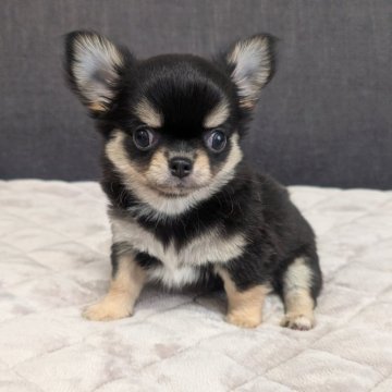 チワワ(ロング)【愛知県・女の子・2025年9月12日・ブラック&クリーム】の写真「ブラッククリームちゃんです。」