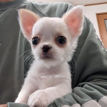 チワワ(ロング)【愛知県・女の子・2025年9月7日・ホワイト&クリーム】の写真「ホワイトクリームちゃんです。」