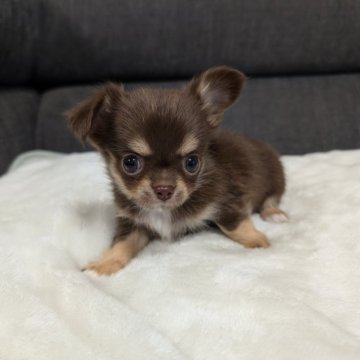チワワ(ロング)【愛知県・女の子・2024年11月17日・チョコレート&タン】の写真「ちょこタンちゃんです。」