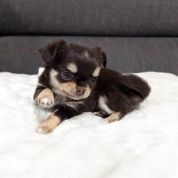 チワワ(ロング)【愛知県・女の子・2025年2月17日・チョコレート&クリーム】の写真「濃いチョコクリームちゃんです。」