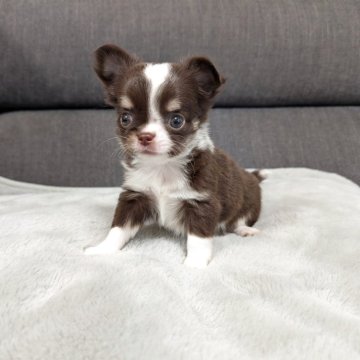 チワワ(ロング)【愛知県・女の子・2025年2月17日・チョコレートタン&ホワイト】の写真「チョコタンホワイトちゃんです。」