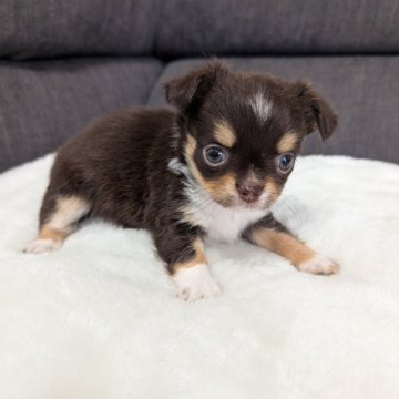 チワワ(ロング)【愛知県・女の子・2024年11月17日・チョコレートクリームホワイト】の写真「チョコパーティーちゃんです。」