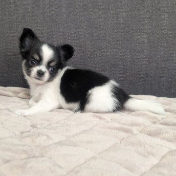 チワワ(ロング)【愛知県・女の子・2025年10月7日・ブラックタン&ホワイト】の写真「ブラタンホワイトちゃんです。」