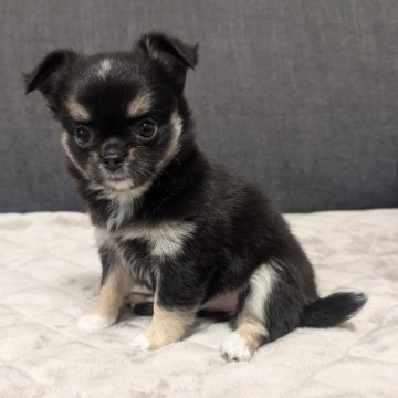 チワワ(ロング)【愛知県・女の子・2025年9月13日・ブラックタン&ホワイト】の写真「ブラタンホワイトちゃんです。」