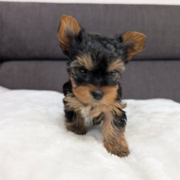 ヨークシャーテリア【愛知県・女の子・2024年10月23日・スティールブルー&タン】の写真「３兄妹のうちの女の子です。」