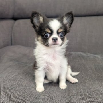 チワワ(ロング)【愛知県・女の子・2025年9月13日・ブラックタン&ホワイト】の写真「ブラタンホワイトちゃんです。」