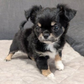 チワワ(ロング)【愛知県・男の子・2025年9月7日・ブラック&タン】の写真「ブラタンくんです。」