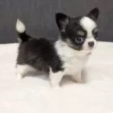 チワワ(ロング)