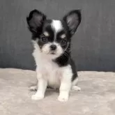 チワワ(ロング)