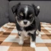 チワワ(ロング)